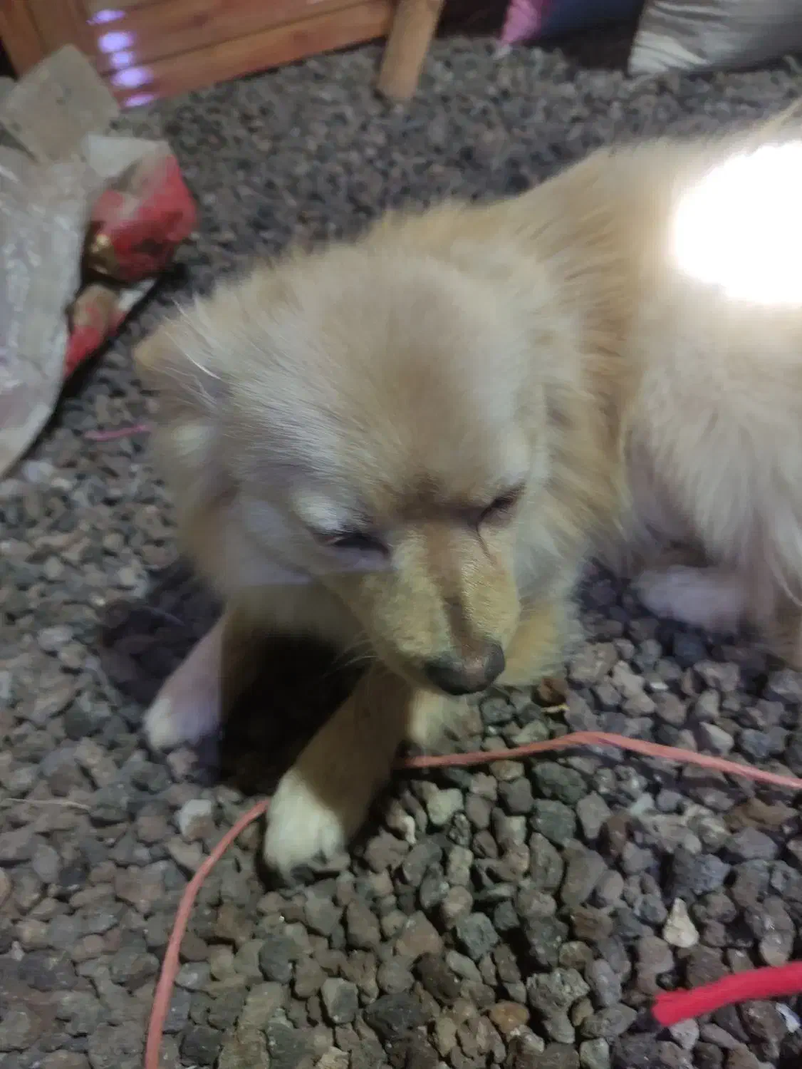 پامر روباهی حدوداً یکساله|سگ|اسدآباد, |دیوار