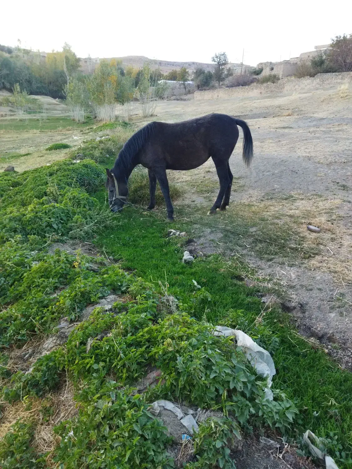 مادیان اسب|اسب و تجهیزات اسب‌سواری|تخت سلیمان, |دیوار