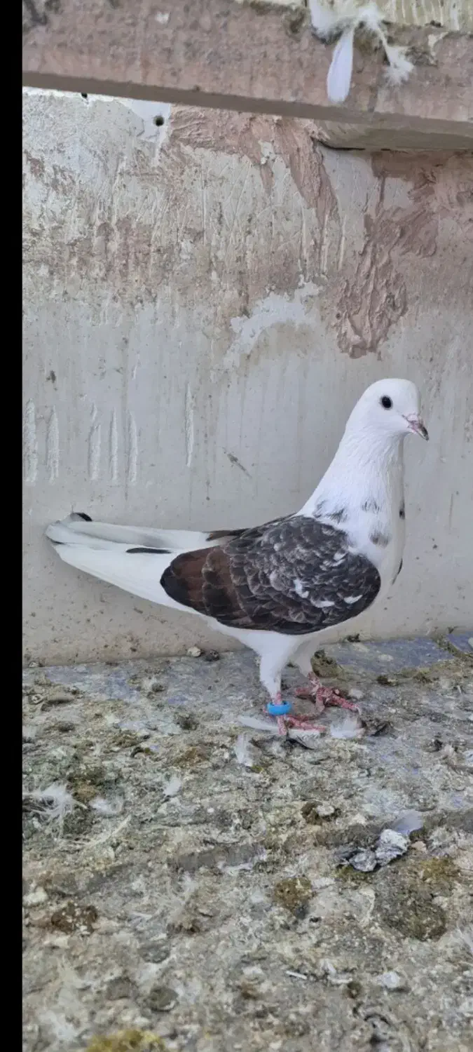 این کفتز تلف شود|پرنده|سراجو, |دیوار