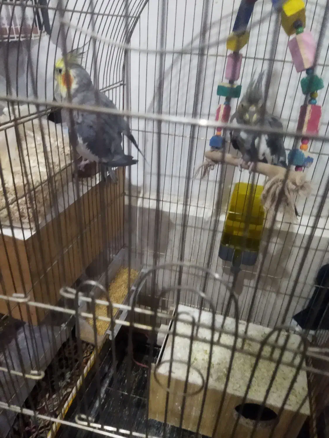 عروس هلندی|پرنده|سبزوار, شرق کال شمالی|دیوار