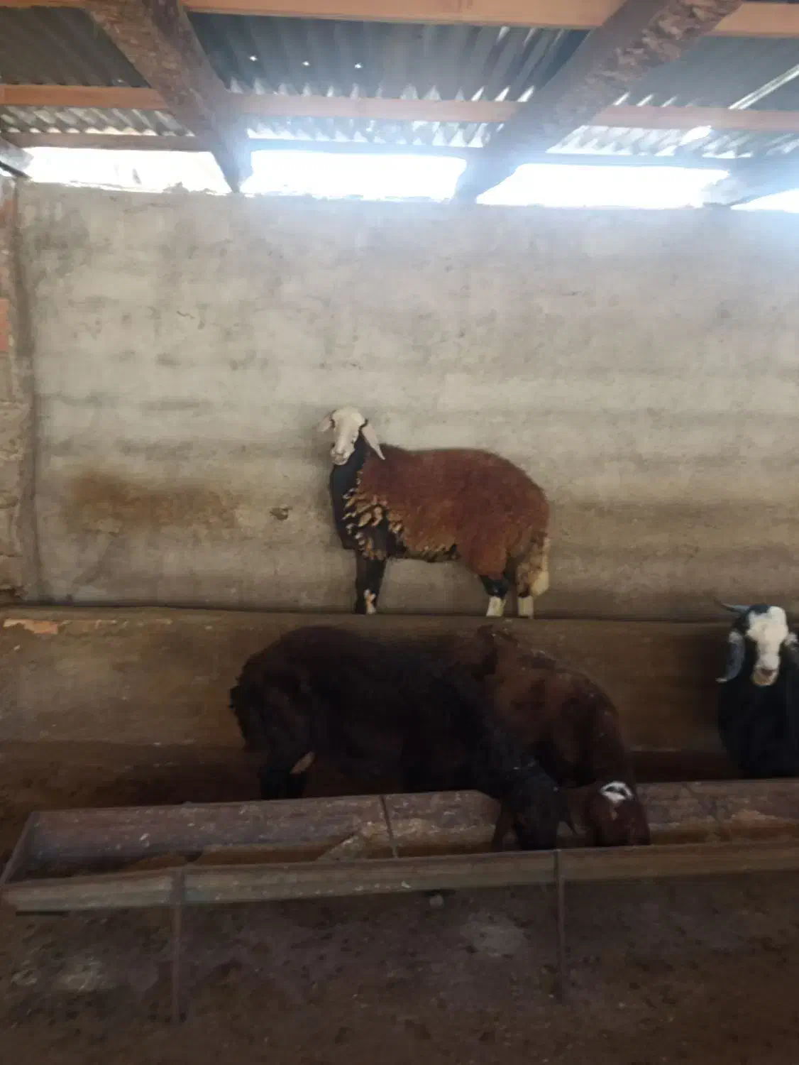 گوسفند چاق|حیوانات مزرعه|آزادشهر, |دیوار