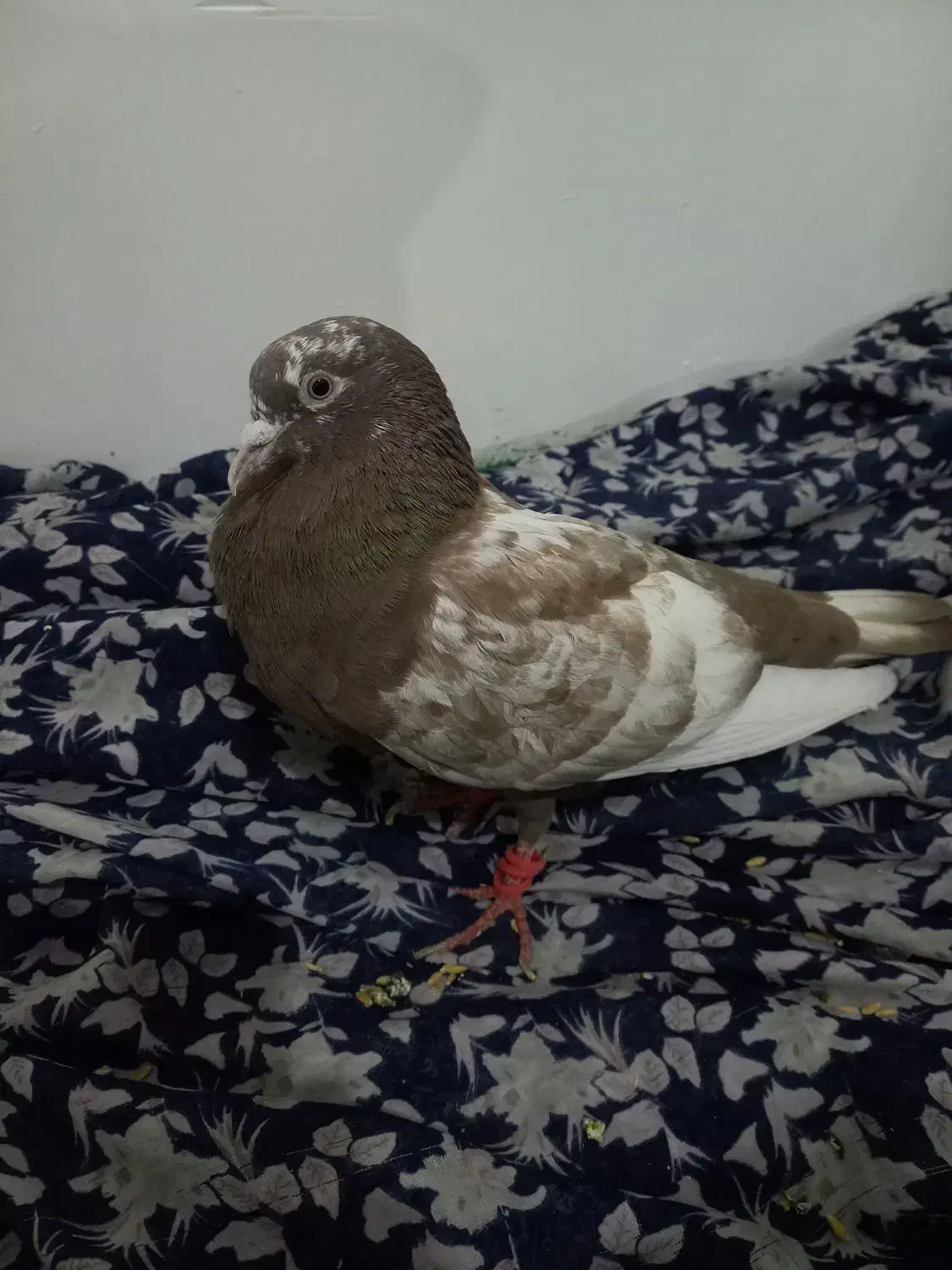 کبوتر|پرنده|مشهد, کوشک مهدی|دیوار