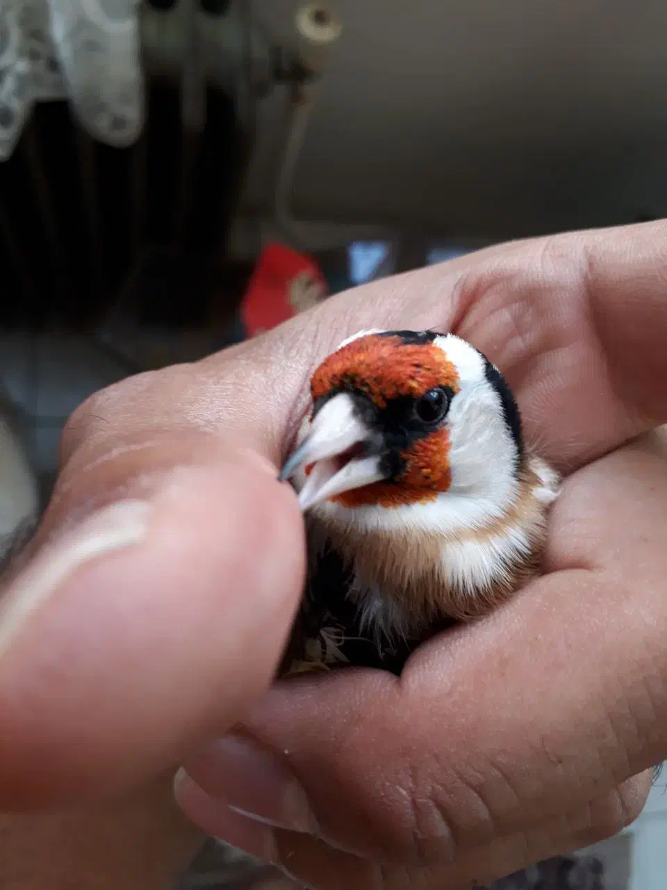 سهره|پرنده|نسیم‌شهر, |دیوار