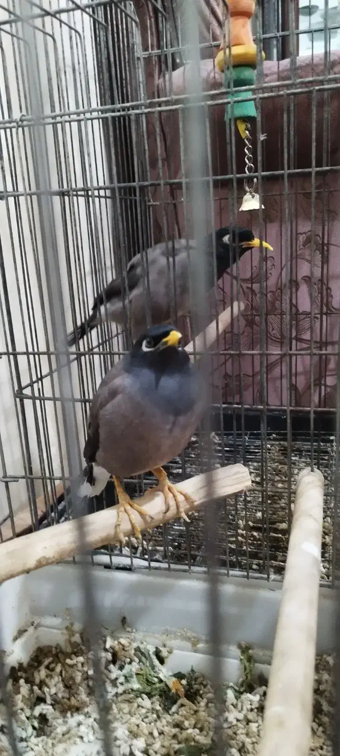 مرغ مینا سخنگو|پرنده|کرج, حصارک پایین|دیوار