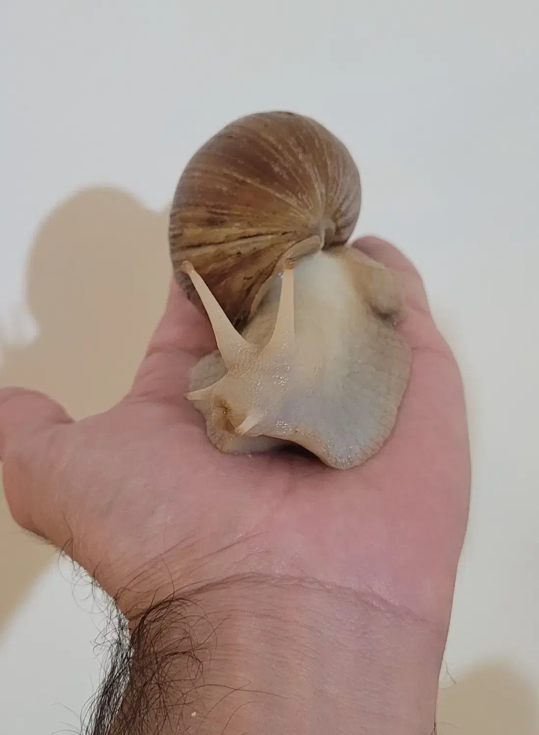 حلزون آفریقایی مولد|خزنده|تهران, تهرانپارس شرقی|دیوار