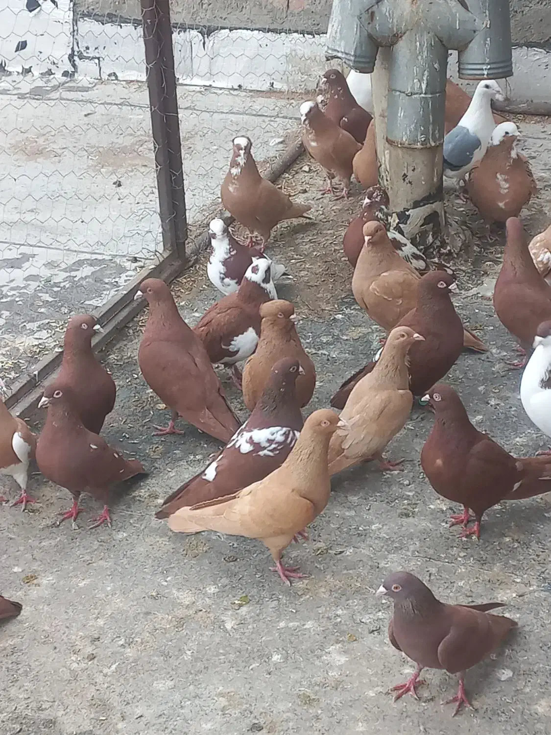 کبوتران سالم|پرنده|مراغه, |دیوار