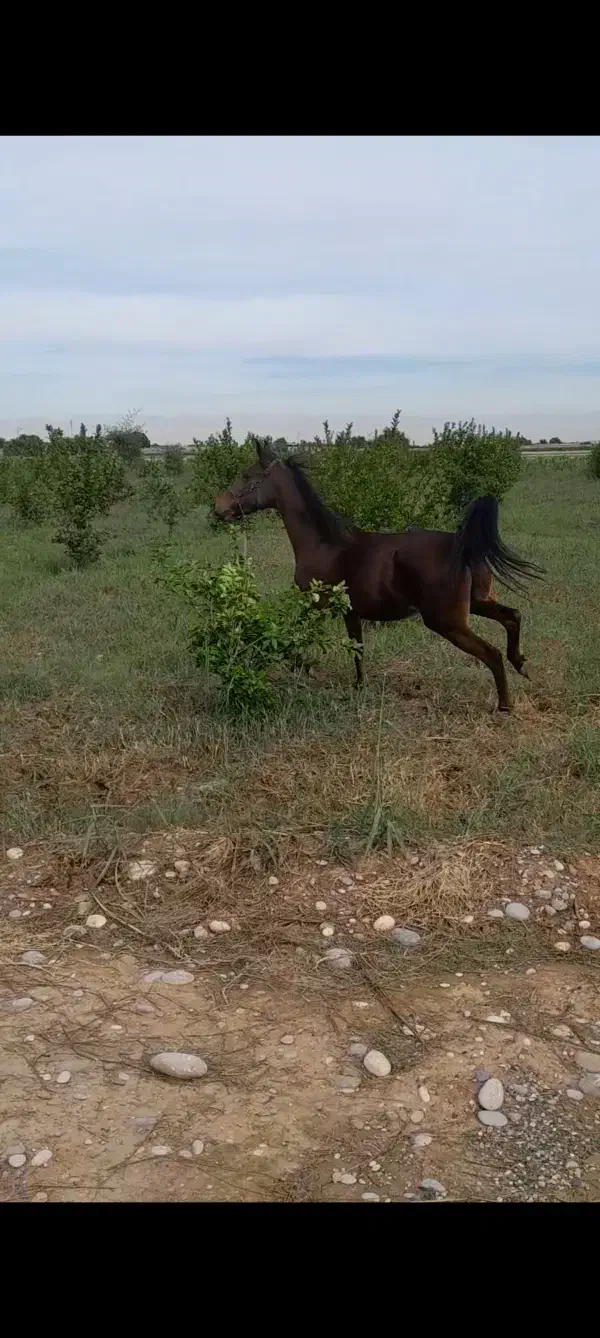 مادیون فروشی...|اسب و تجهیزات اسبسواری|دزفول, |دیوار