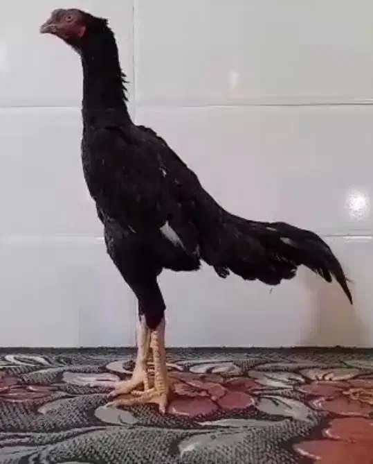 خروس مرغ لاری اوشامو|حیوانات مزرعه|شیراز, کوشک میدان|دیوار