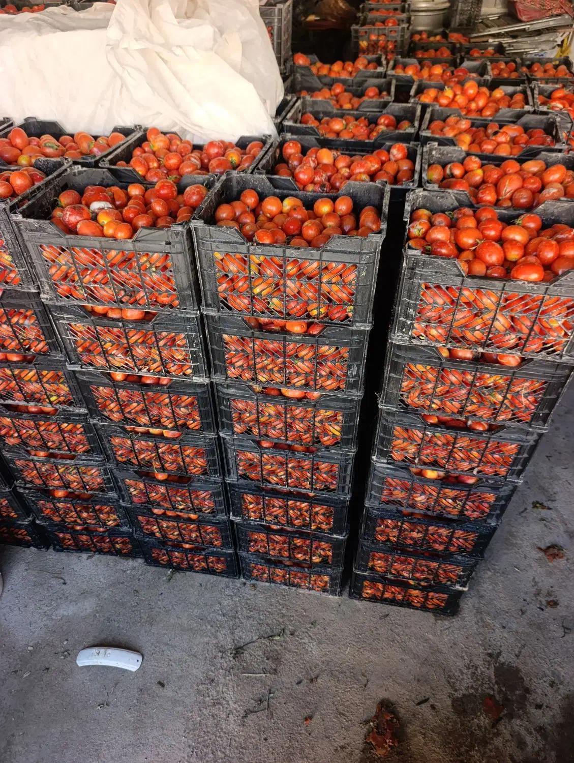 گوجه ربی|خوردنی و آشامیدنی|فیروزآباد (فارس), |دیوار