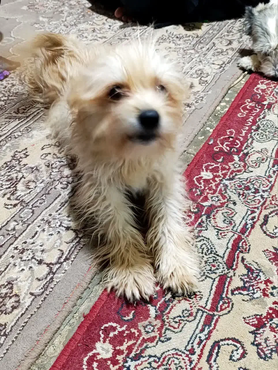 فروش سگ|سگ|کاشان, گبرها|دیوار