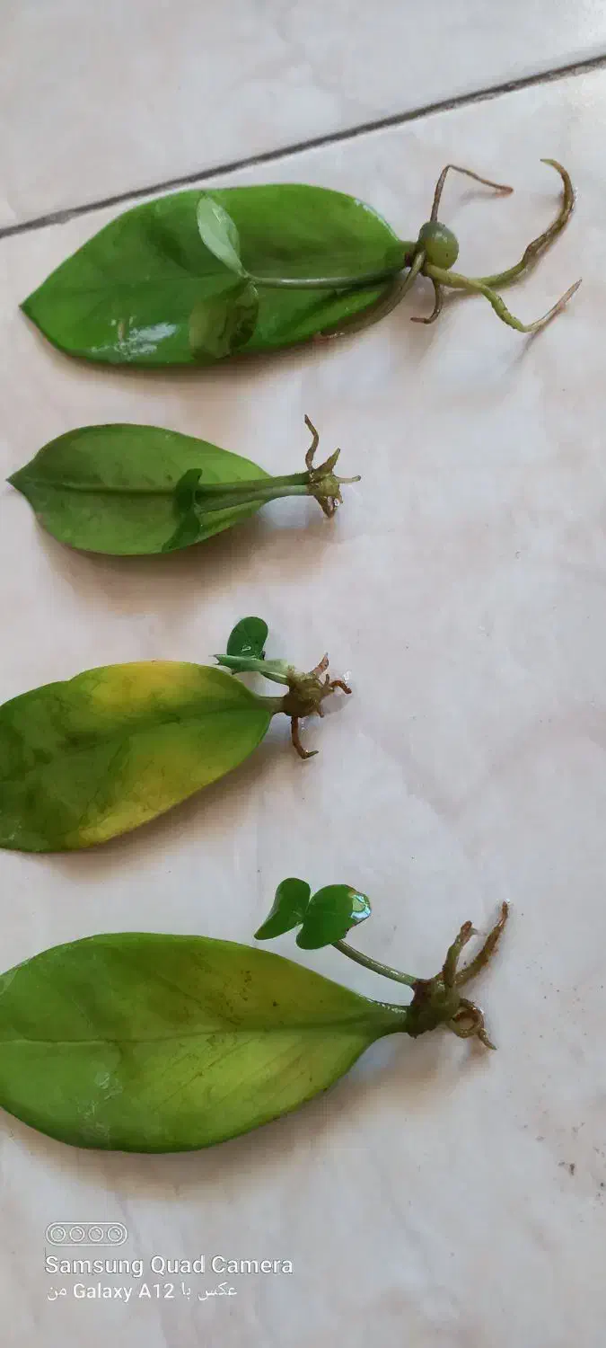 برگ های ریشه وغده دارزامیفیلیا|گل و گیاه طبیعی|اصفهان, لنبان|دیوار
