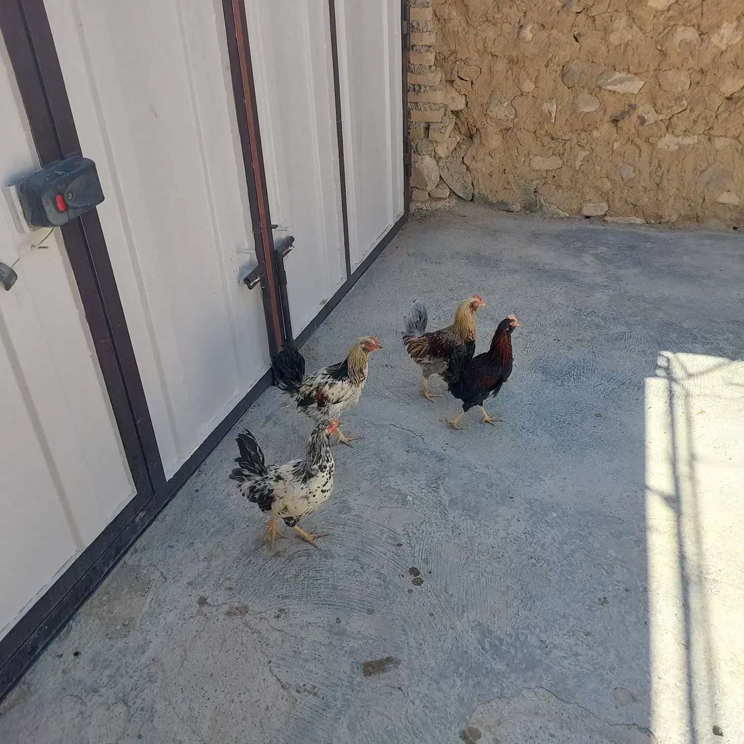 مرغ و خروس نژاد دار|حیوانات مزرعه|قروه, |دیوار