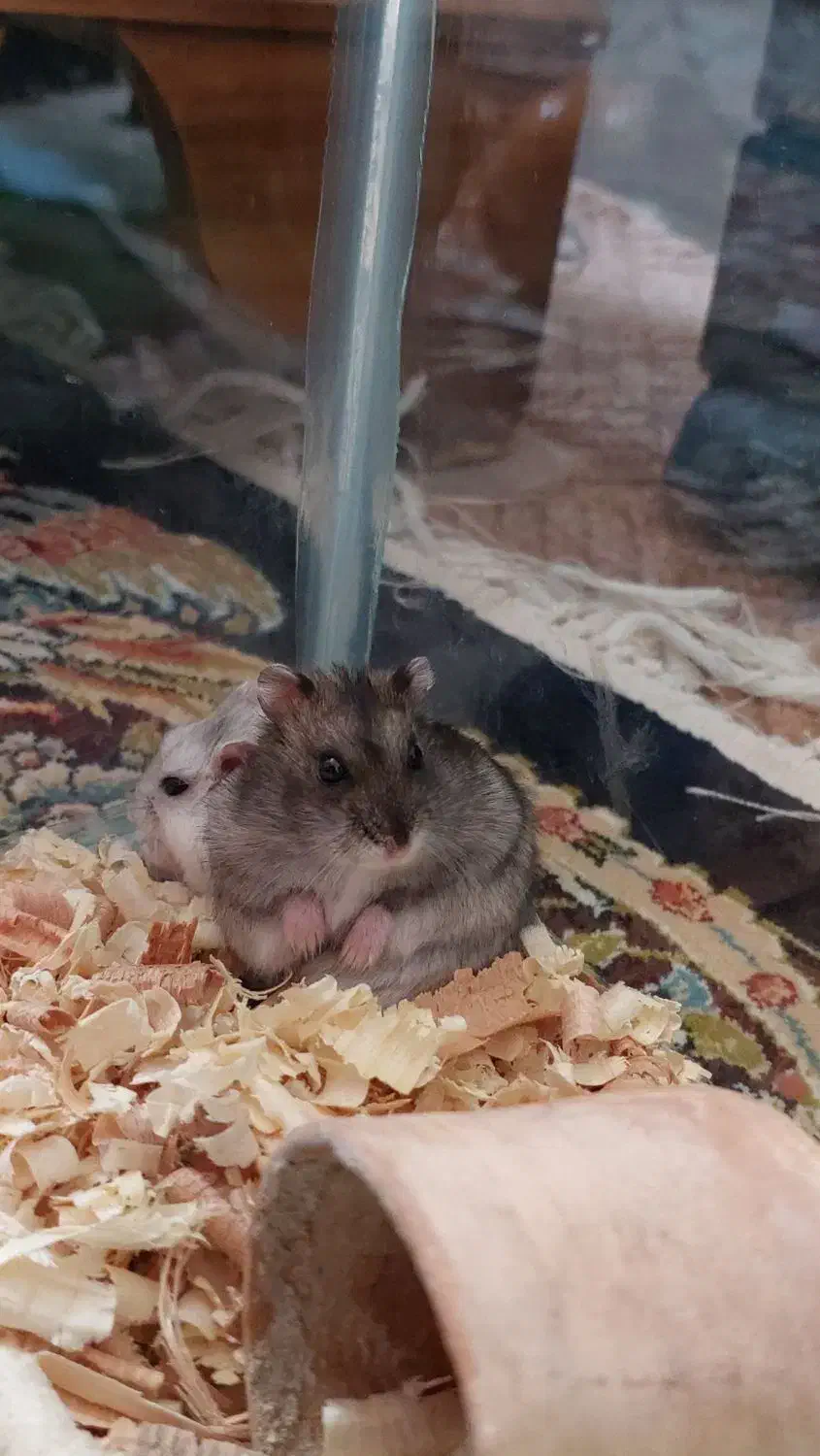 همستر|موش و خرگوش|یزد, |دیوار