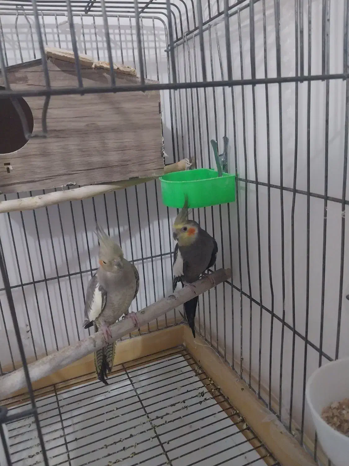 جفت عروس هلندی مولد وسخنگو|پرنده|بومهن, |دیوار