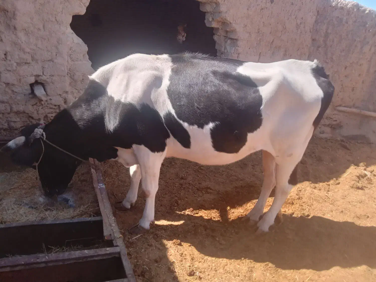 دو تا گاو نر و ماده|حیوانات مزرعه|مهرستان, |دیوار