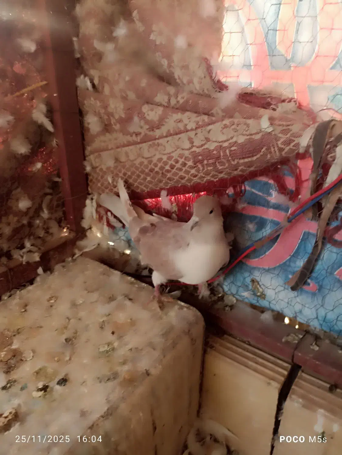 سه عدد کفتر دوکت زرد و گرگی|پرنده|اشکذر, |دیوار