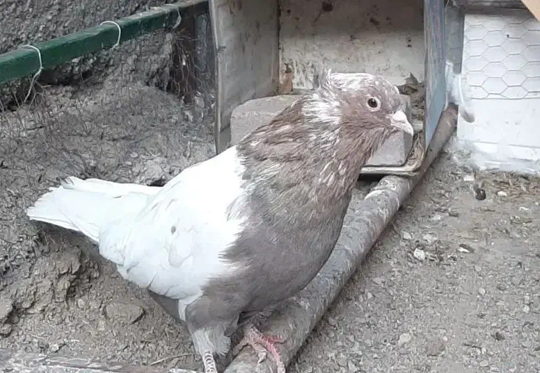 سینه سرخ درشت|پرنده|مشهد, انصار|دیوار