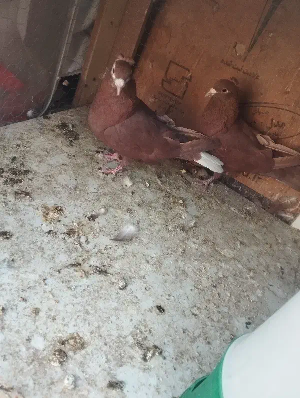 کفتر جفتی جوجه زرد گلی پلنگ|پرنده|رفسنجان, |دیوار