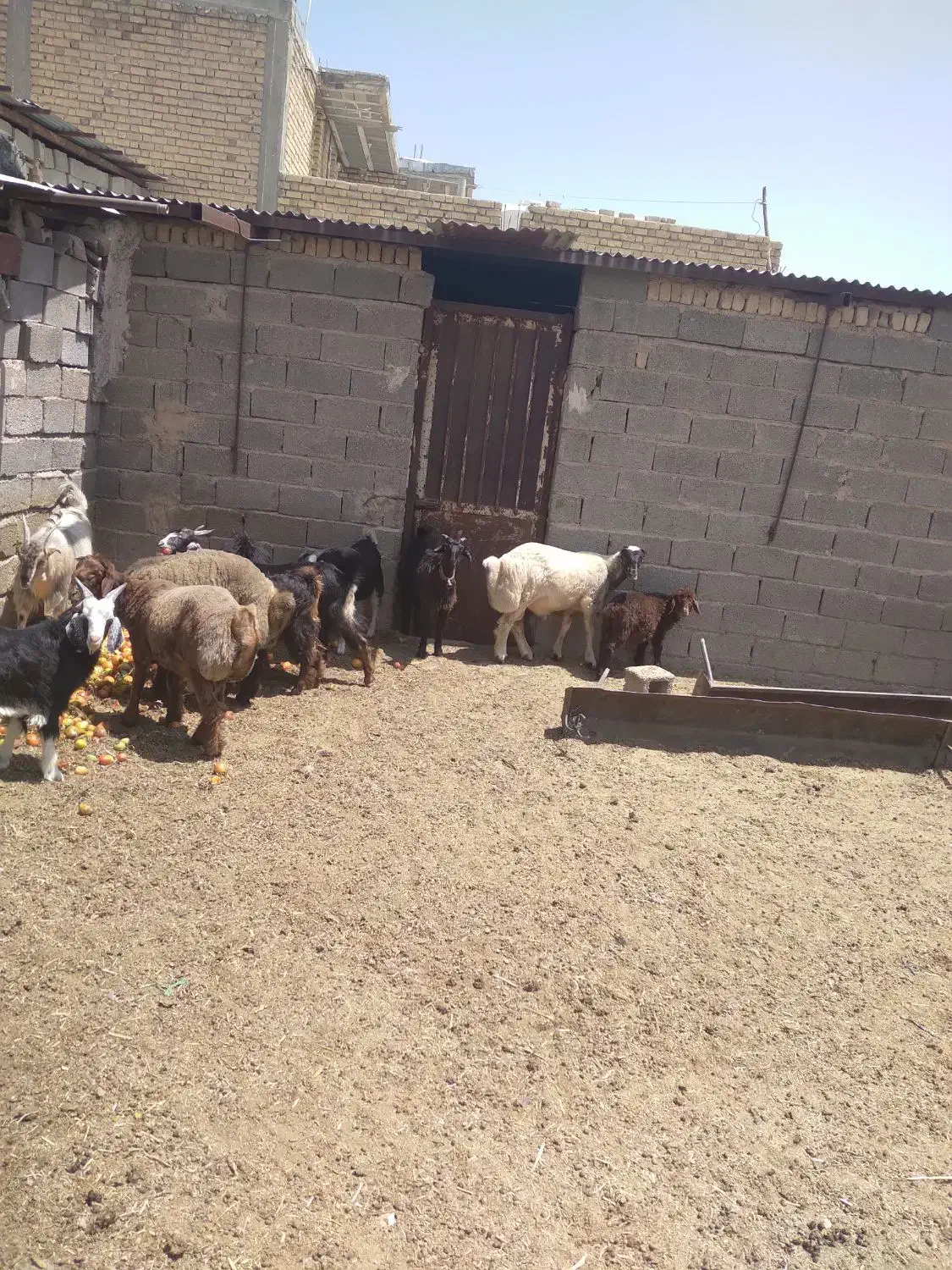 کهره و بره چاق|حیوانات مزرعه|مرودشت, نقش رستم|دیوار