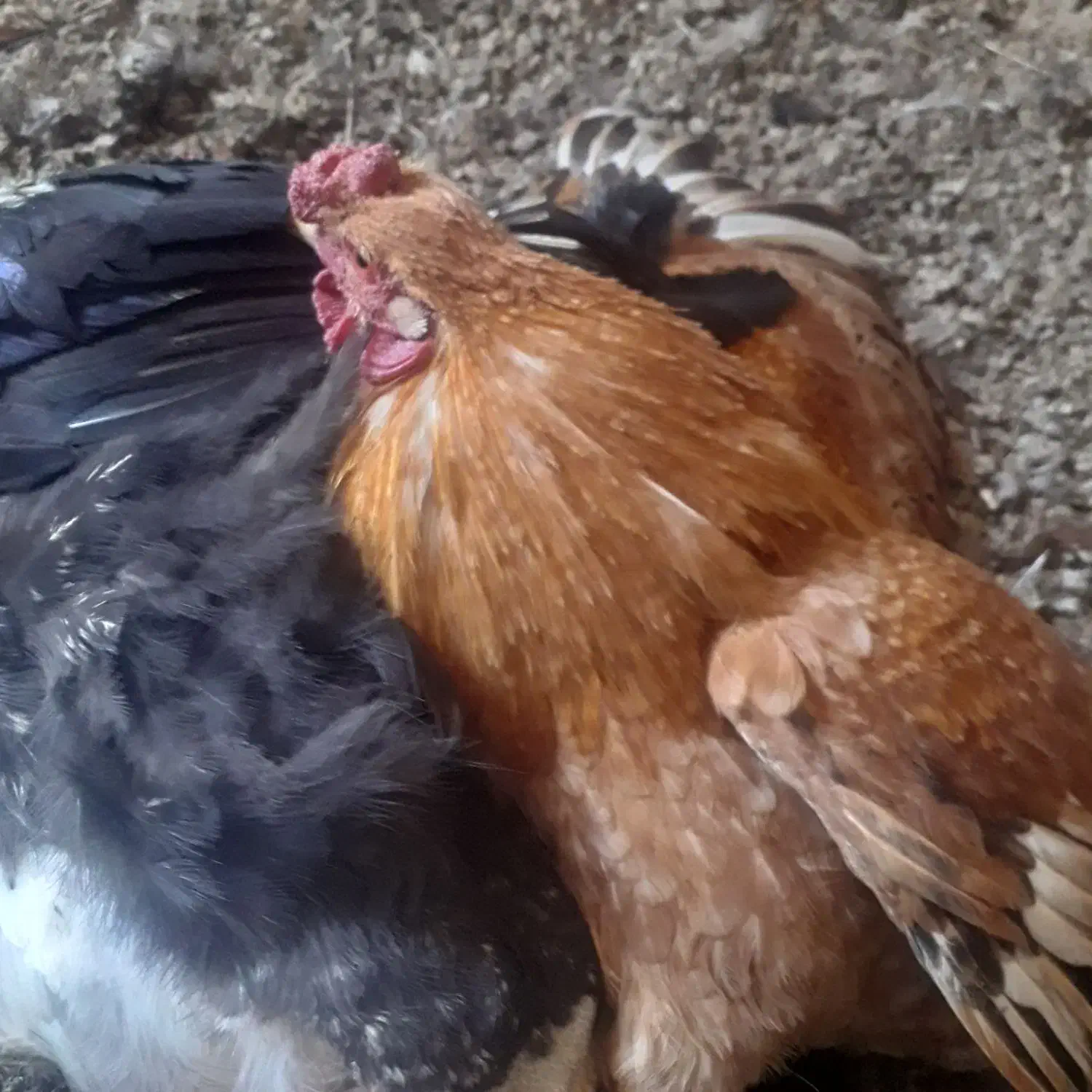 خروس محلی چهل تاج کاکلی فراسوی و...|حیوانات مزرعه|جوادآباد, |دیوار