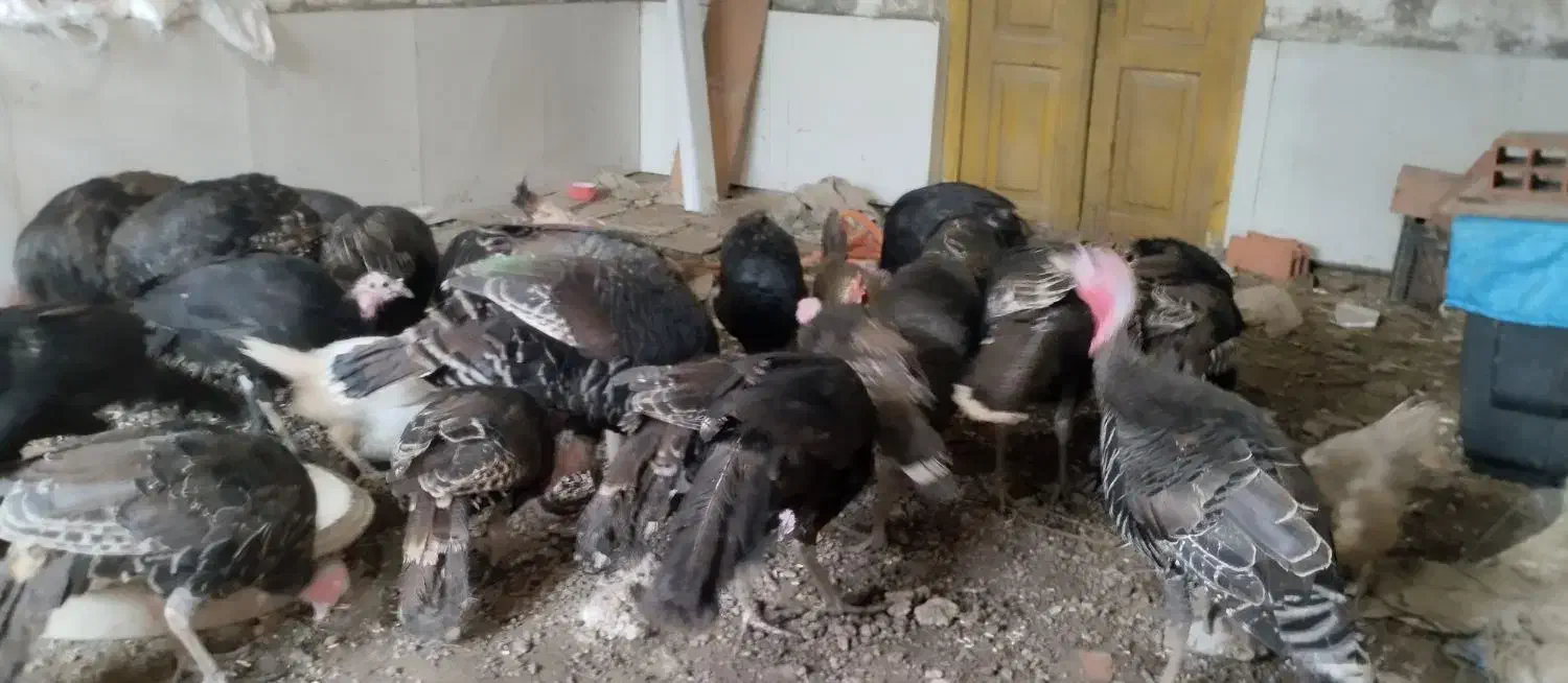 فروش بوقلمون|حیوانات مزرعه|گلوگاه, |دیوار