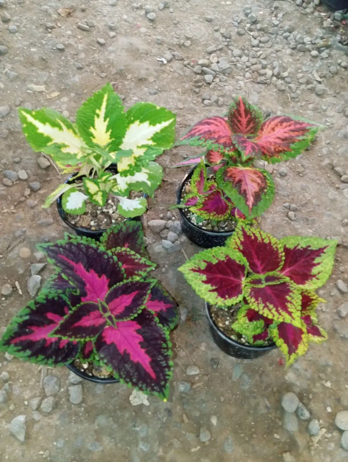 ۷ مدل گل زیر ۱۰۰ هزار تومن|گل و گیاه طبیعی|رشت, حمیدیان|دیوار