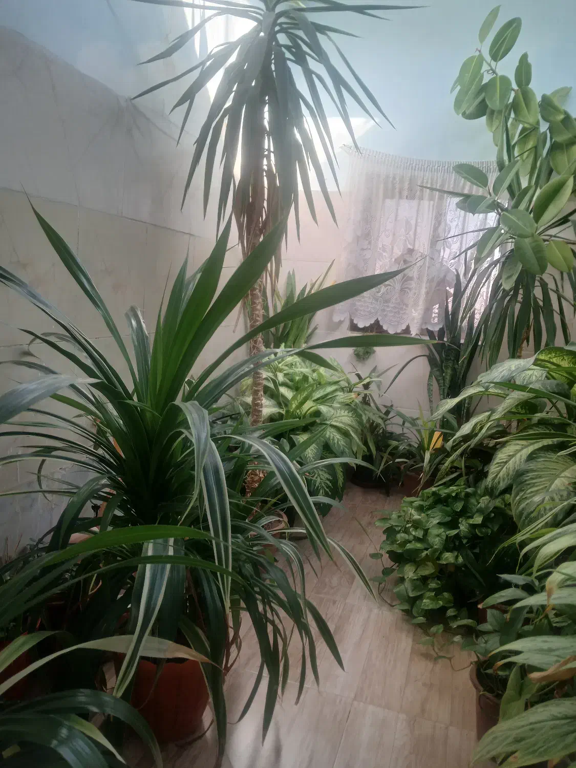 گلهای بسیار شاداب|گل و گیاه طبیعی|باشتین, |دیوار