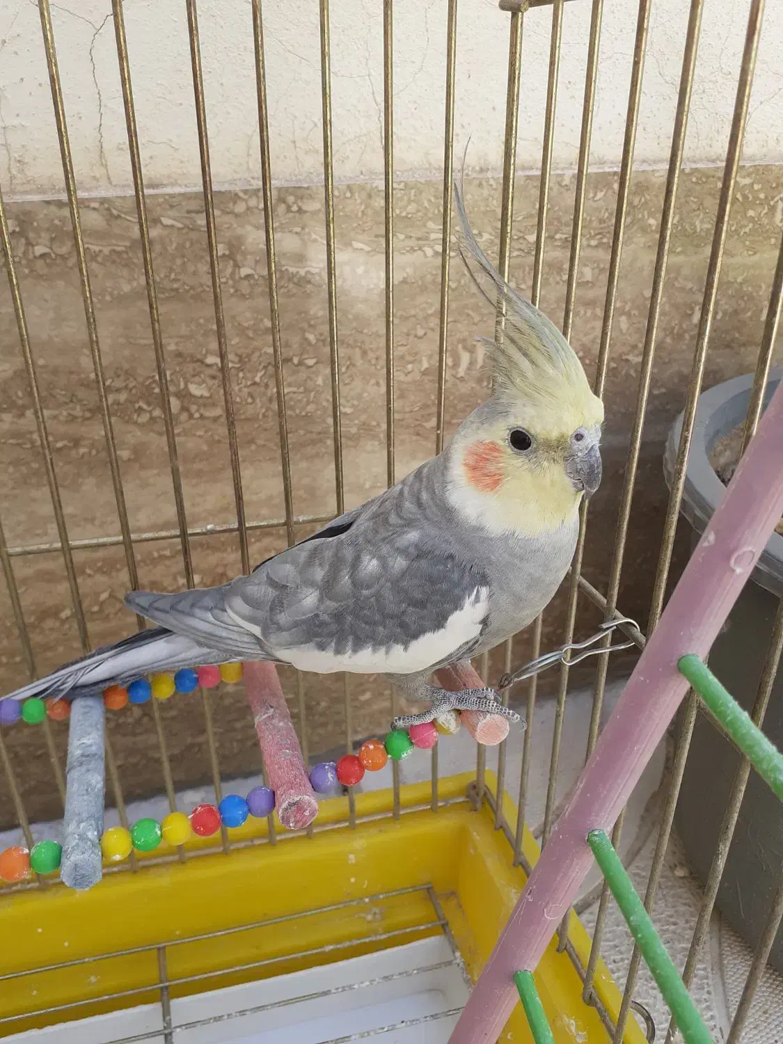 عروس هلندی نر|پرنده|مرند, |دیوار