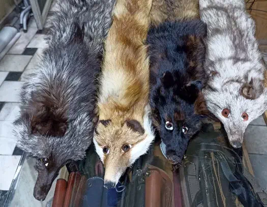 فروشنده خانوم|استخدام آموزشی|شیروان (خراسان), |دیوار