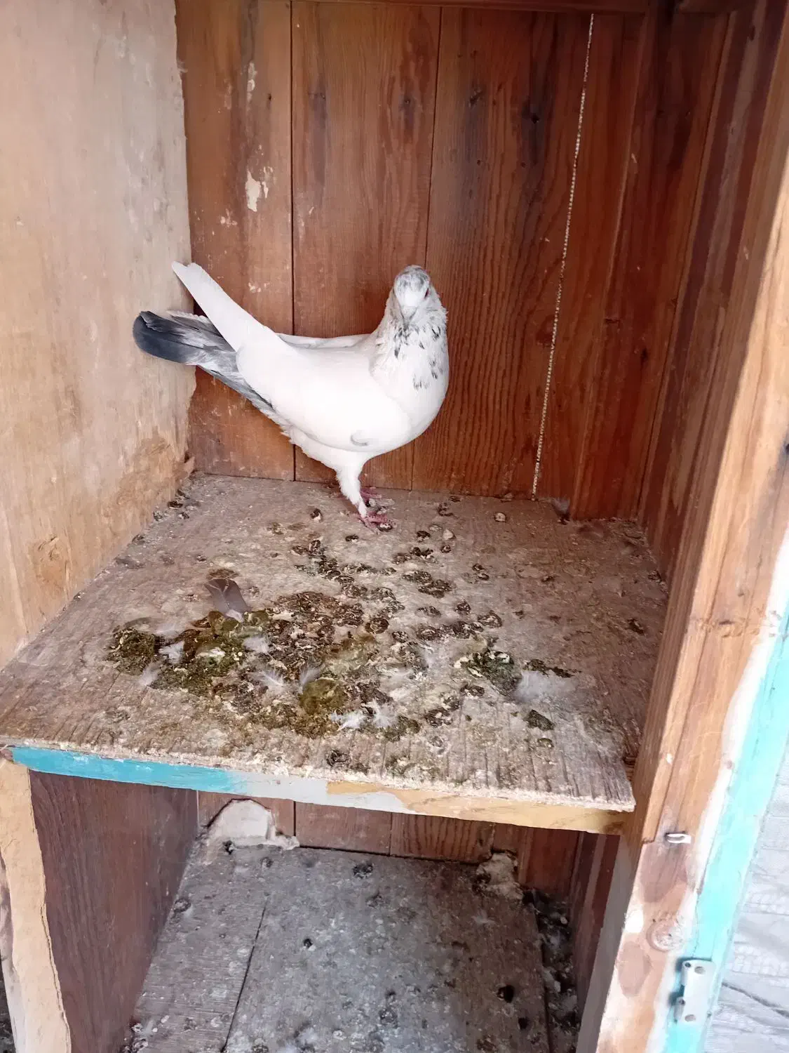 کبوتر|پرنده|نهاوند, |دیوار