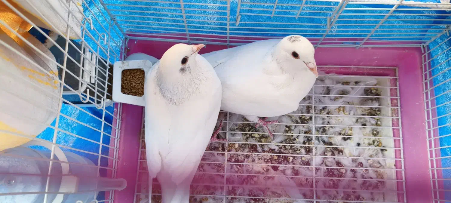 جفت سفیدِ اوج‌رو خوش‌پر،خوش‌اُفت، آمادهٔ خط‌پرواز|پرنده|شاهین‌شهر, عطار|دیوار