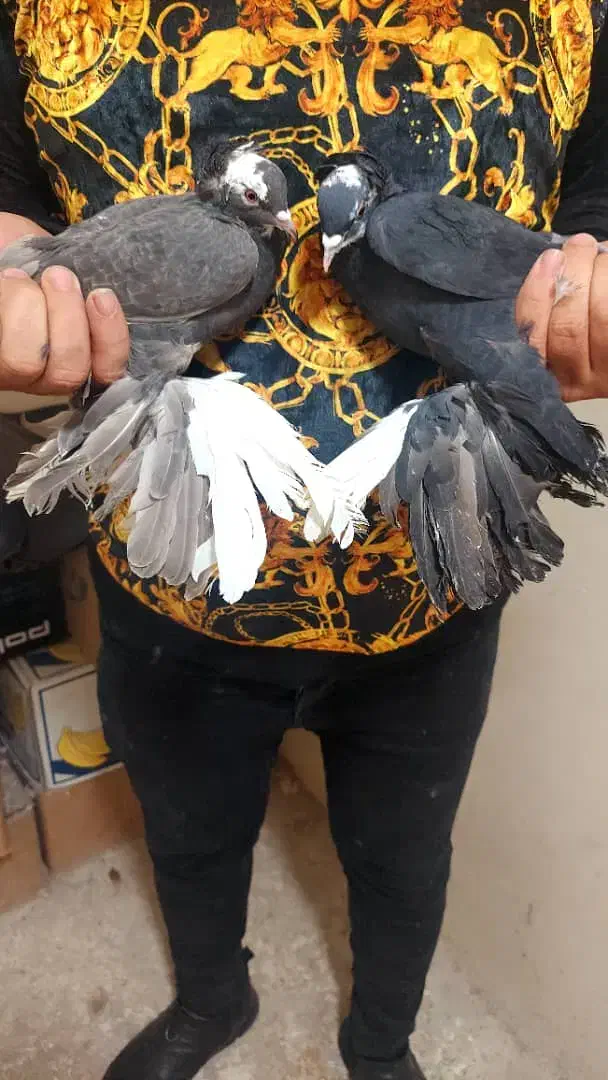 فیلی اغگورغ|پرنده|تبریز, |دیوار