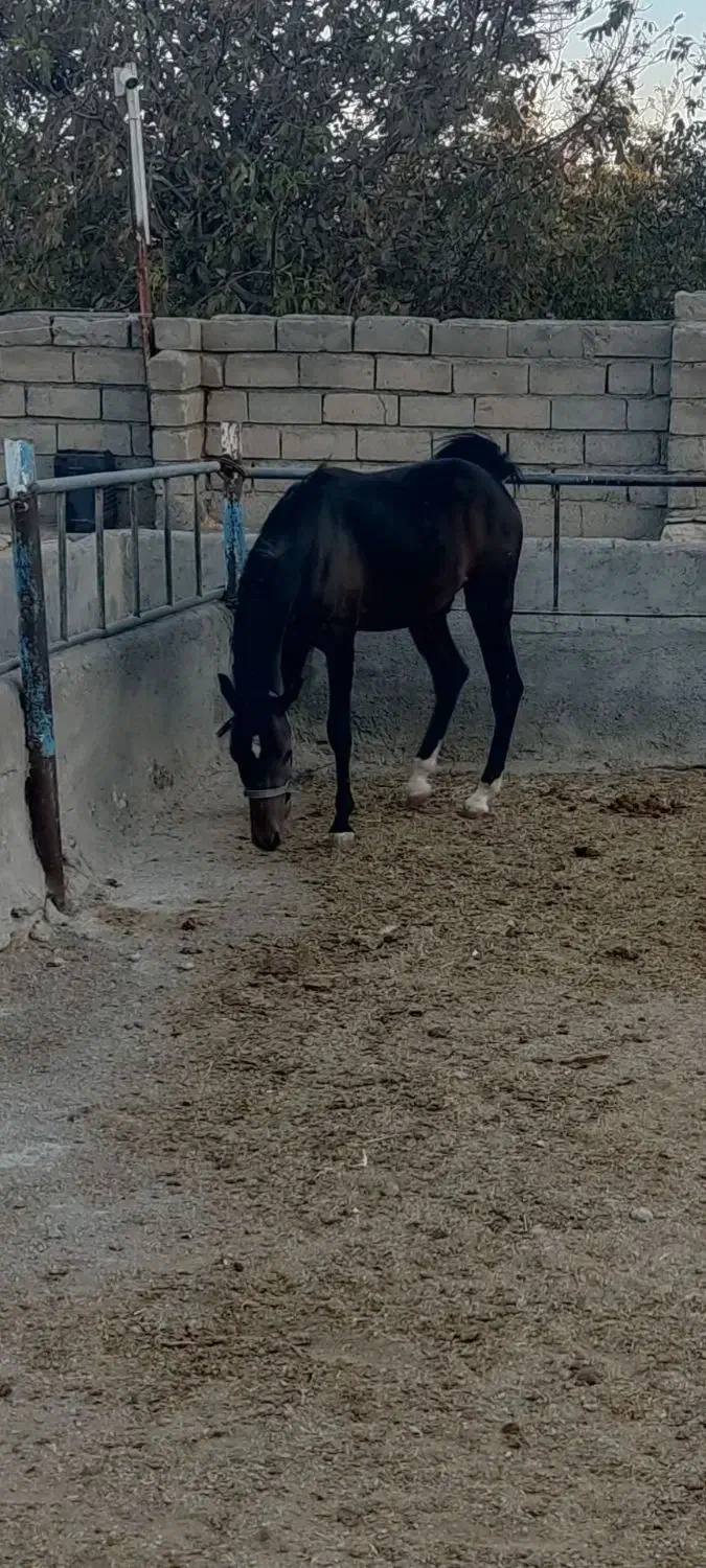 اسب|اسب و تجهیزات اسب‌سواری|بهار, |دیوار