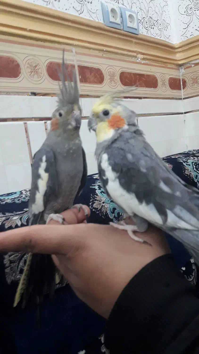 عروس پاریس|پرنده|سوسنگرد, |دیوار