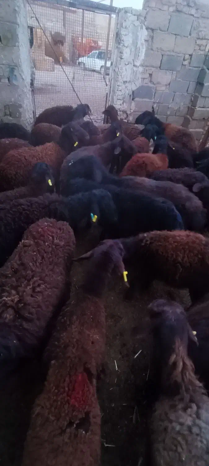 بره غزل افشار م|حیوانات مزرعه|قرچک, داوود آباد|دیوار