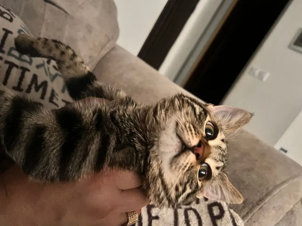 گربه خونگی شیراز و صدرا|گربه|صدرا-فارس, فاز ۱|دیوار