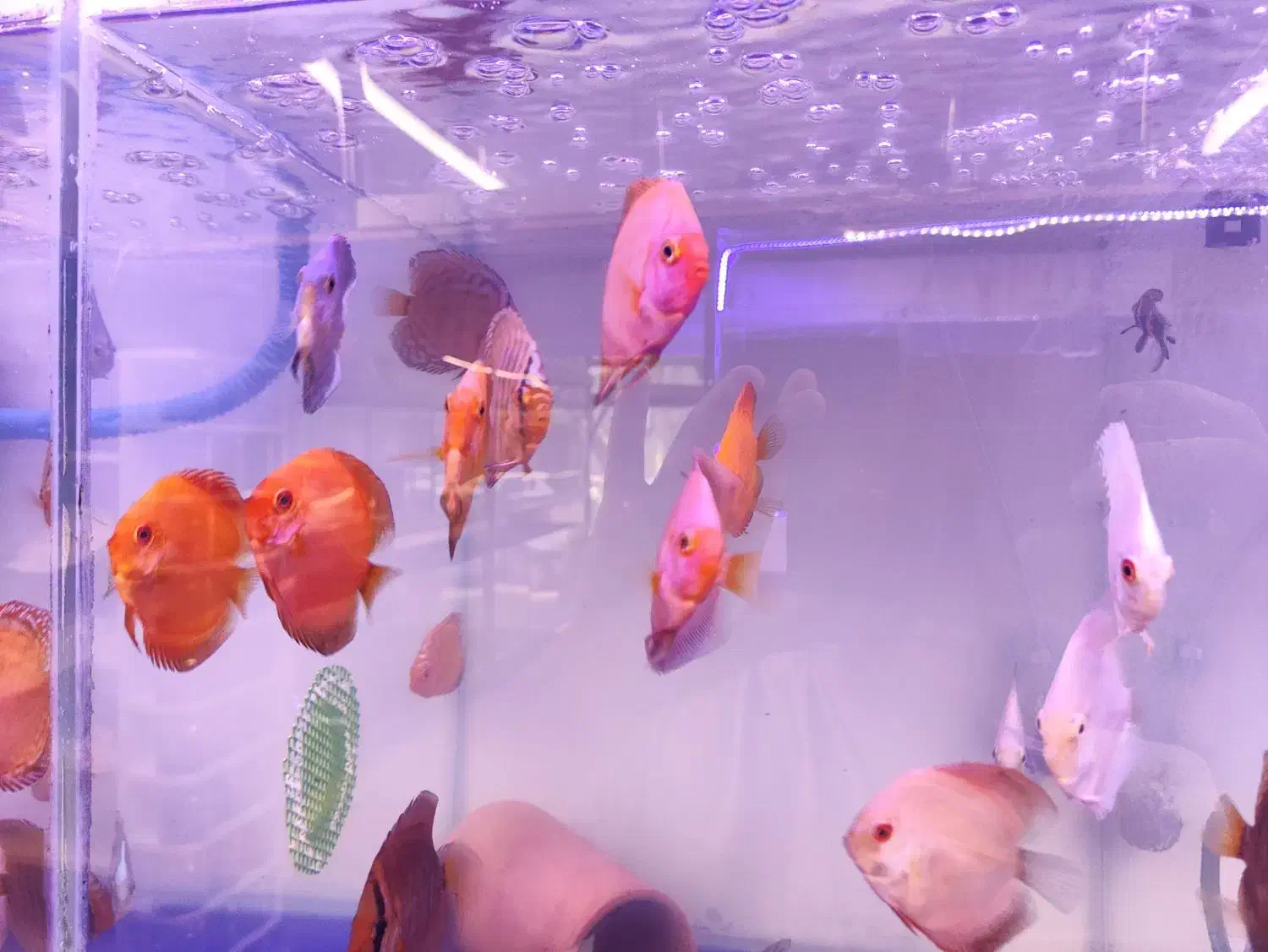 دیسکس حدود دو نیم سه اینچ پوزه خرگوشی|ماهی|مشهد, فاطمیه|دیوار