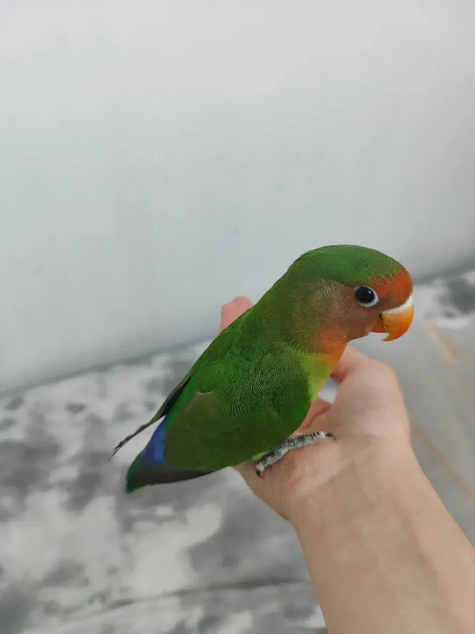 کوتوله گمشده|حیوانات|برخوار, |دیوار