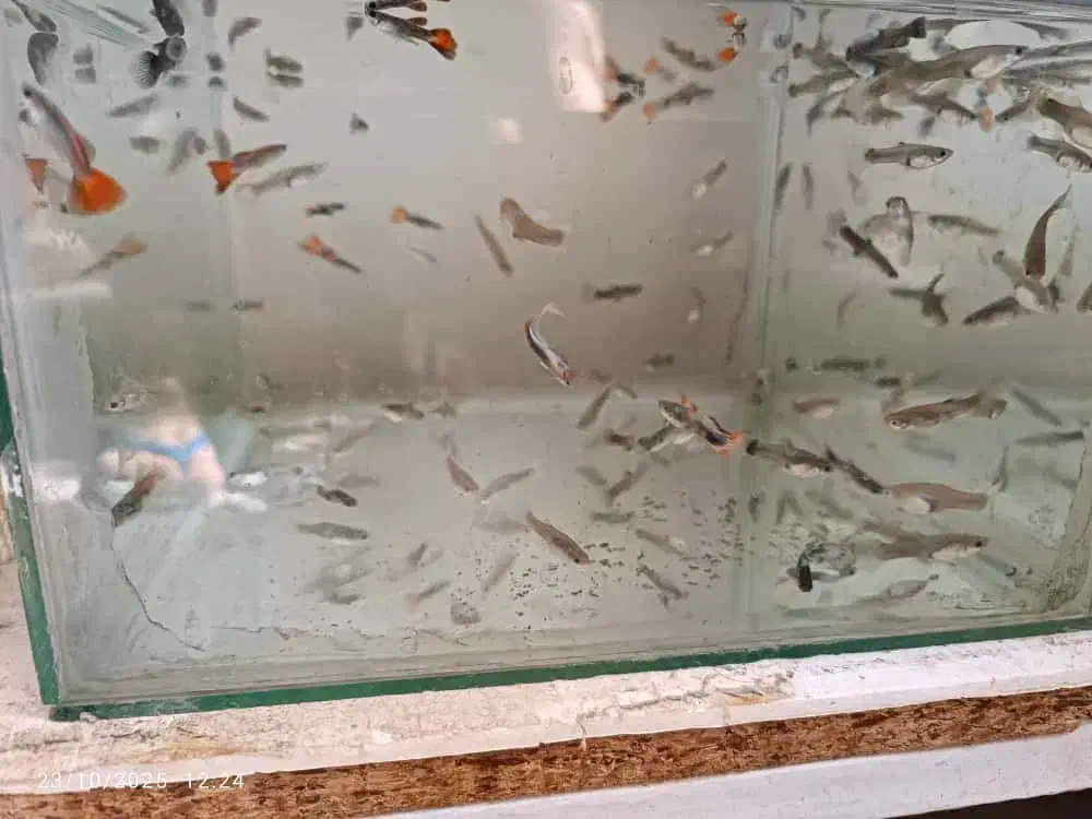 ماهی گوپی|ماهی|اهواز, کوی صادقیه|دیوار