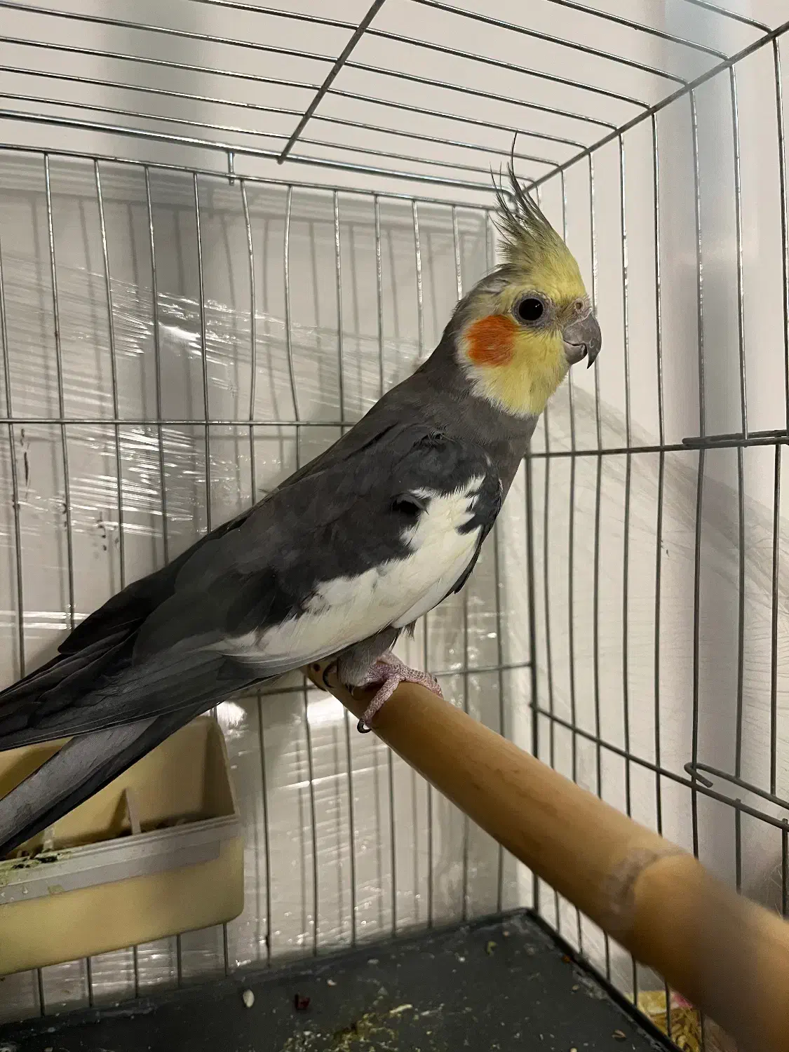 عروس هلندی نر اماده اماده و اوازه خوان با قفس|پرنده|فردیس, شهرک وحدت|دیوار