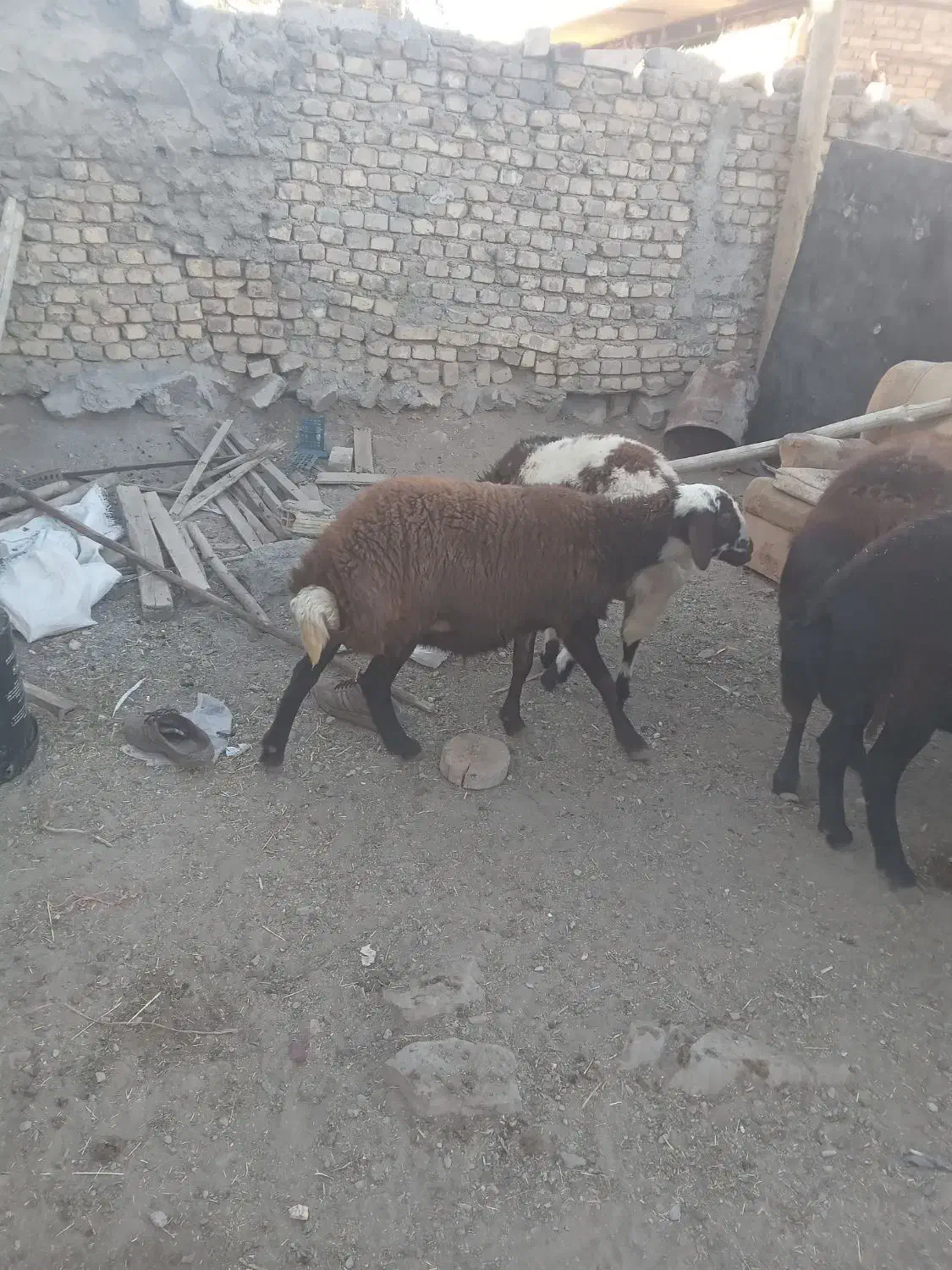 بره ماده پلنگی دوتاش سه ماه قوچ خورده|حیوانات مزرعه|خنداب, |دیوار