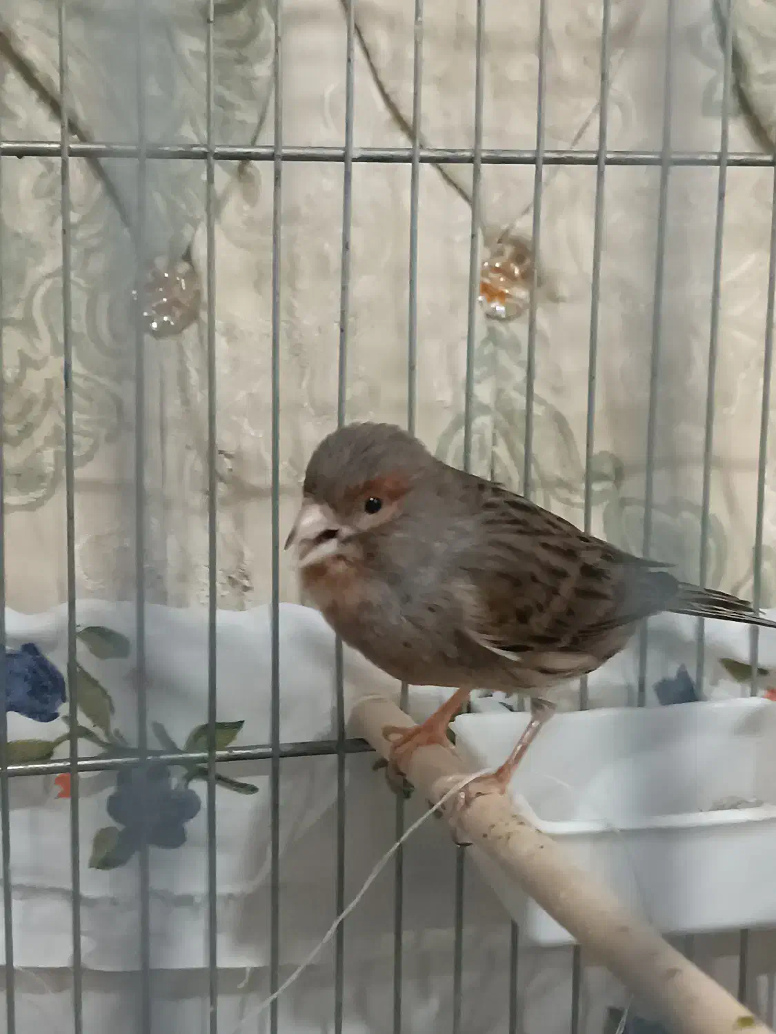 یک عدد قناری ماده کاملا آماده جفت لونه گرم میکنه|پرنده|مریوان, |دیوار