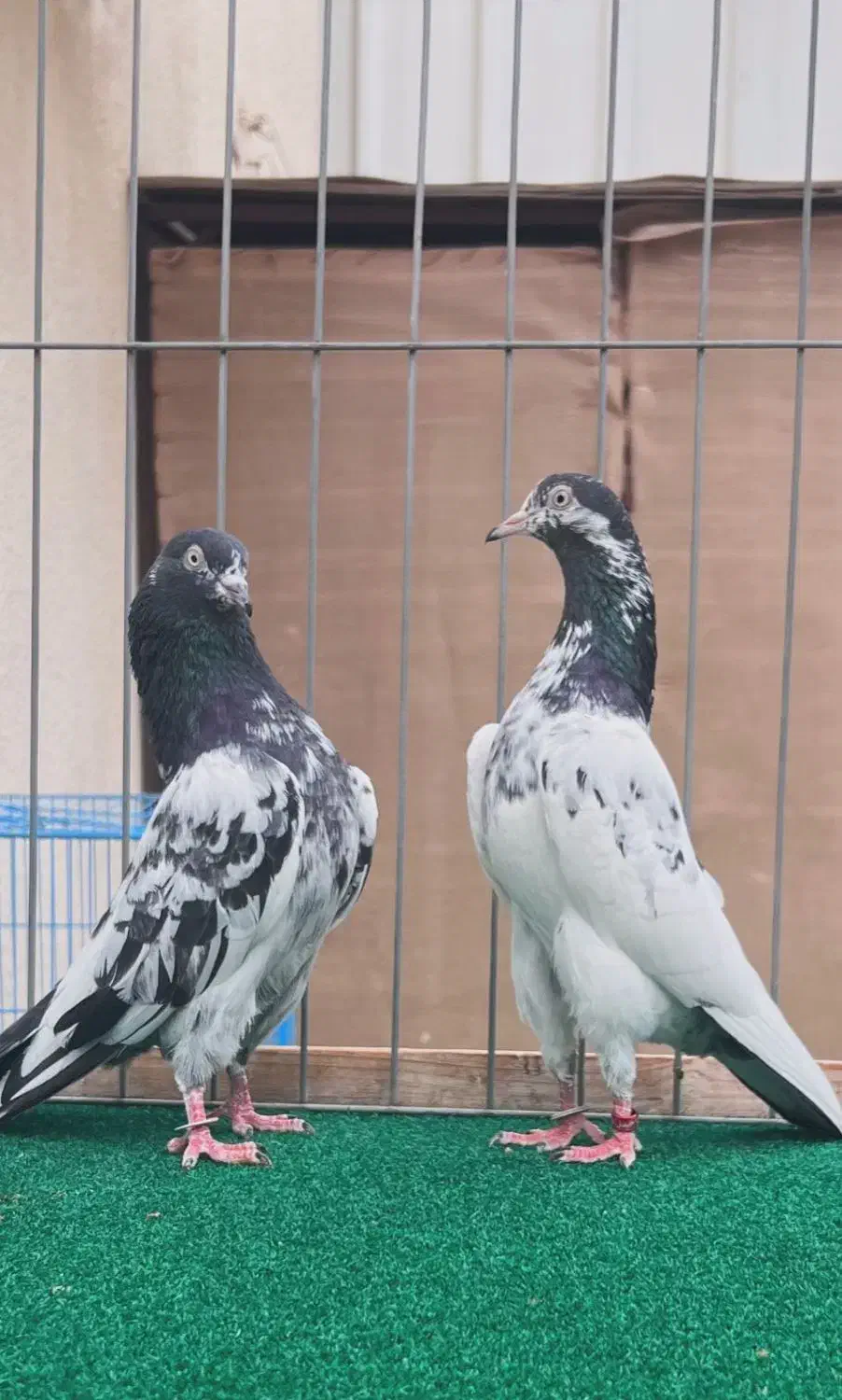 کبوتر پاکستانی|پرنده|تهران, سید خندان (جلفا)|دیوار