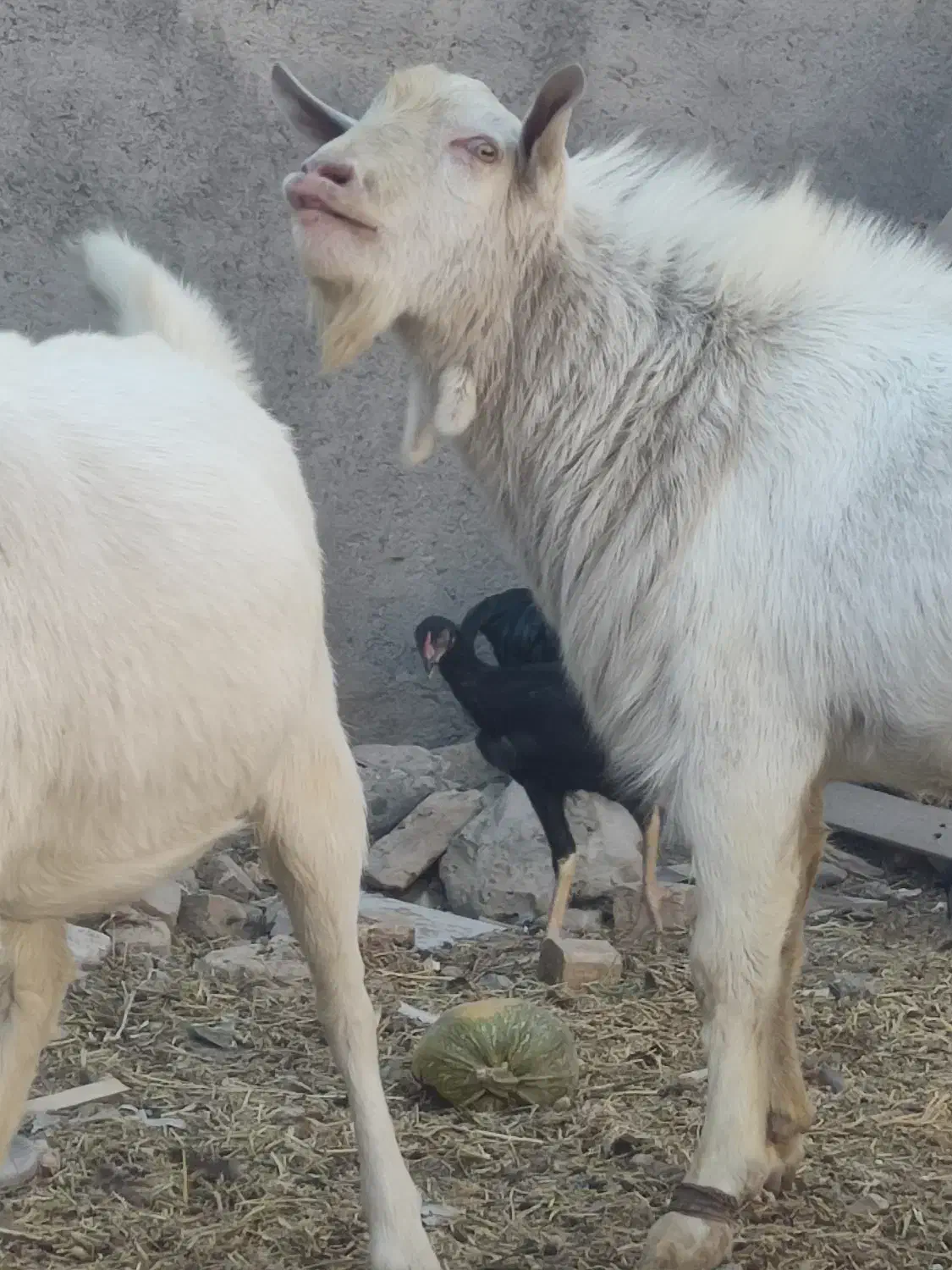 نر بز سانن|حیوانات مزرعه|تربت‌حیدریه, پائین ولایت|دیوار