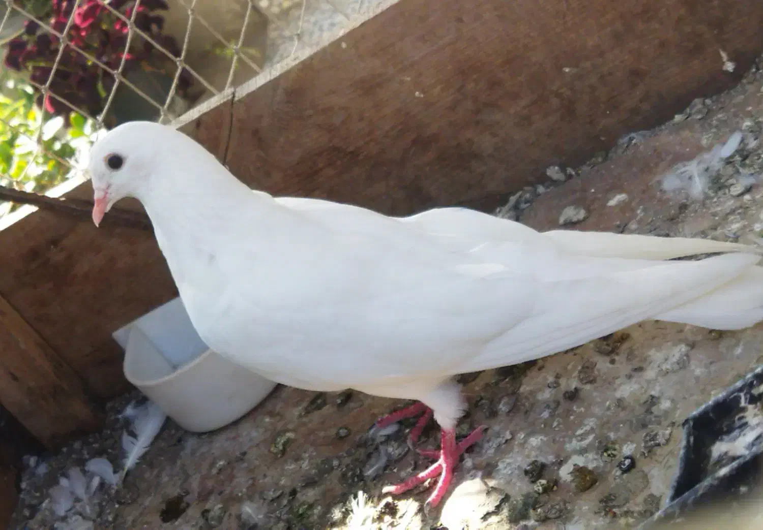 پروازی سفید|پرنده|رودسر, |دیوار