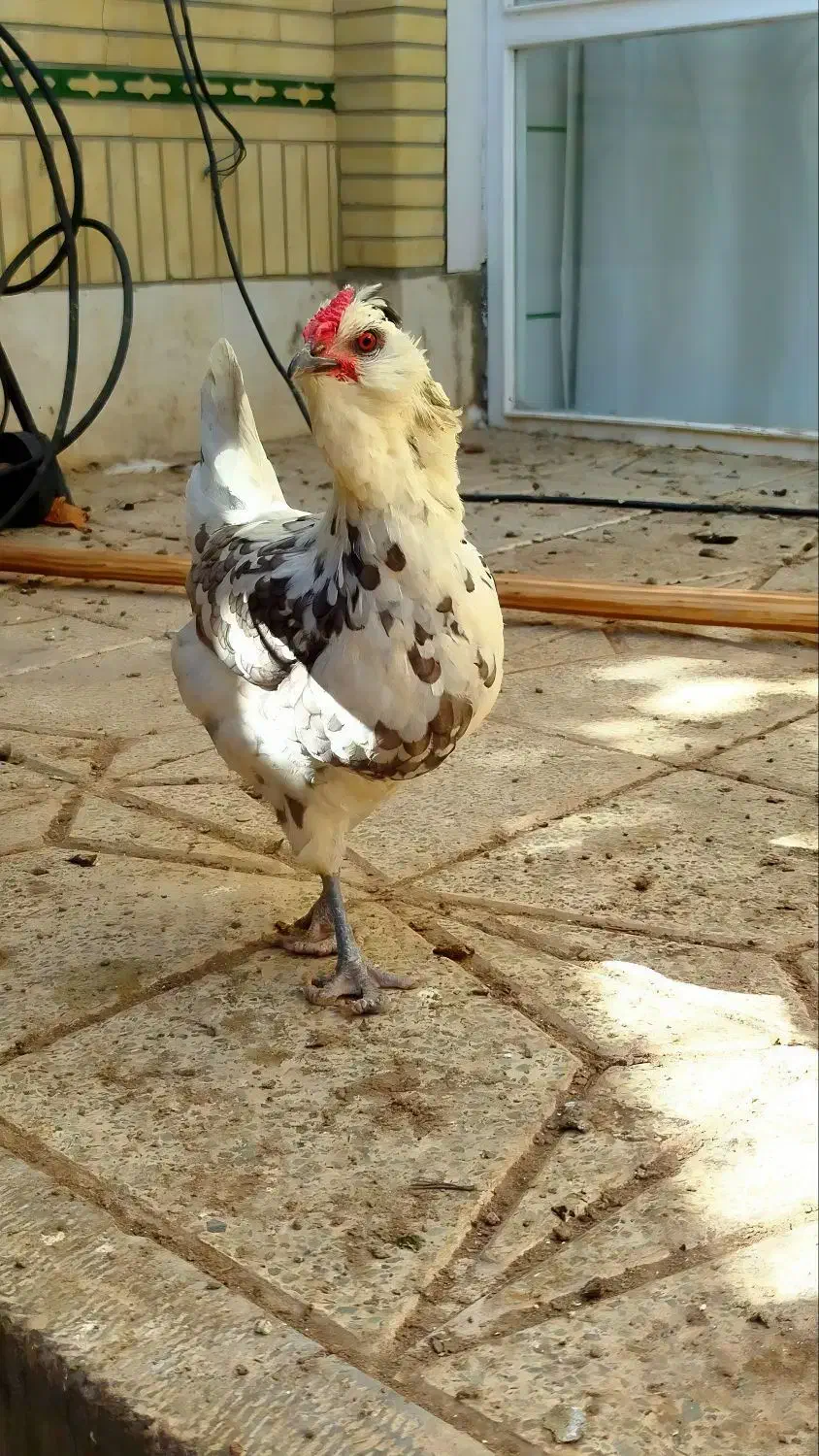 ۴ عدد مرغ گلین طوسی تازه تخم|حیوانات مزرعه|فولادشهر, زاینده رود|دیوار