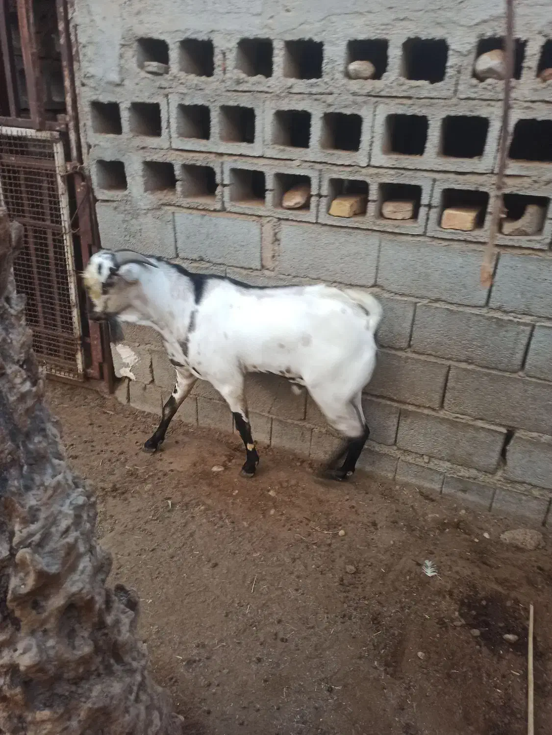 نرسومال|حیوانات مزرعه|بندرعباس, |دیوار