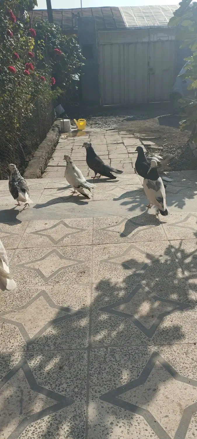 کبوتر فروشی|پرنده|خان ببین, |دیوار