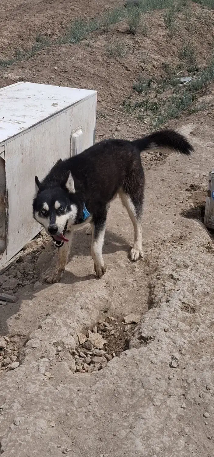 سگ هاسکی|سگ|اراک, |دیوار