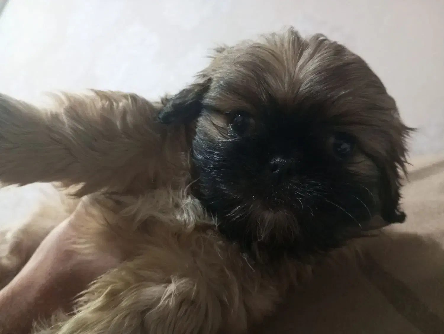 فروش سگ|سگ|اصفهان, بهرامآباد|دیوار